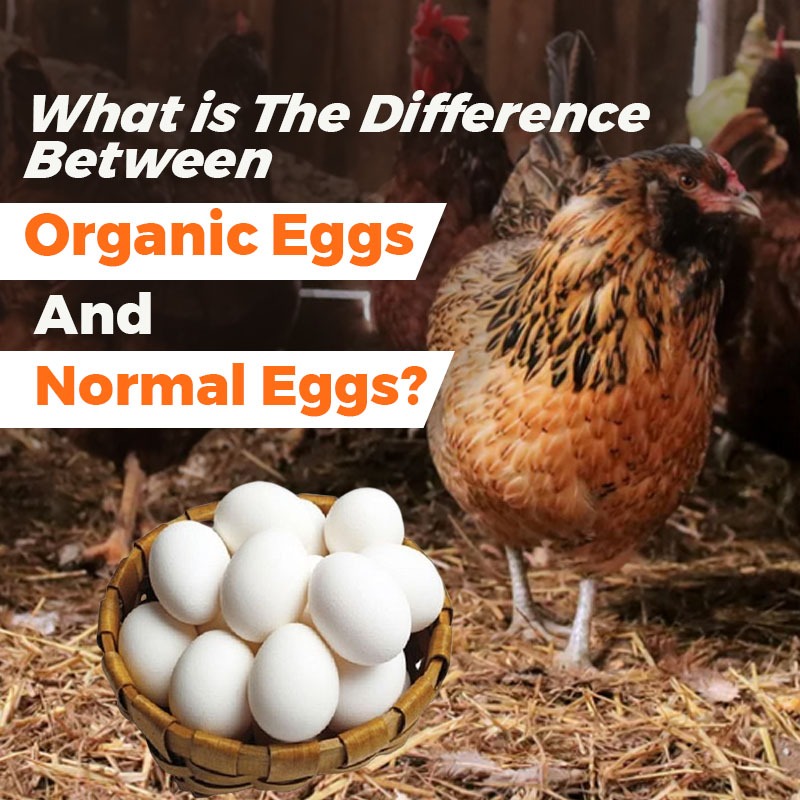 What is the difference between organic eggs and normal eggs
